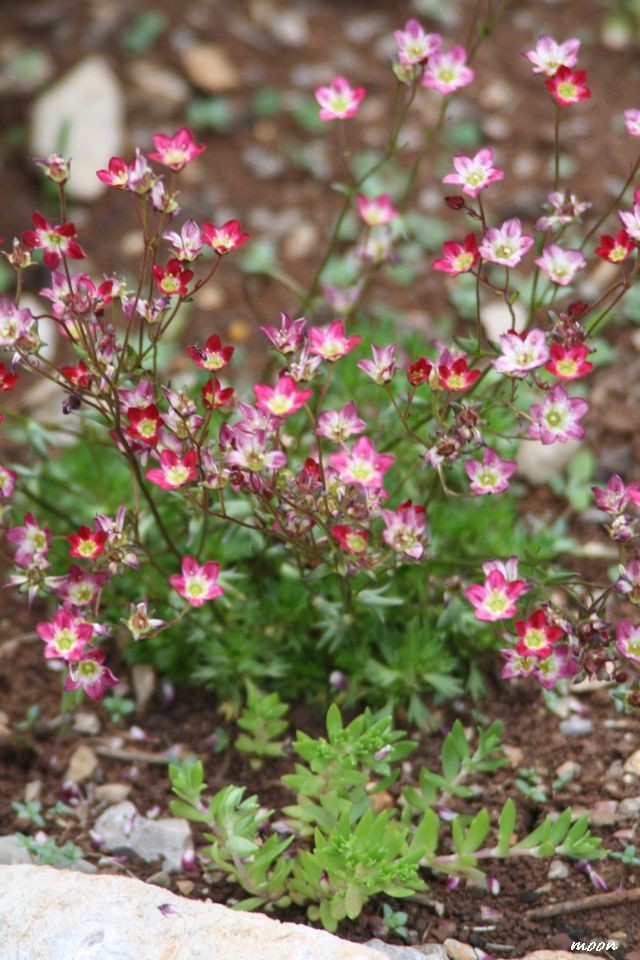 saxifraga